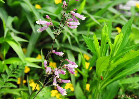 image of Penstemon canescens, Appalachian Beardtongue, Gray's Beardtongue, Eastern Gray Beardtongue