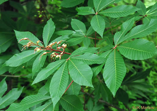 Red Buckeye