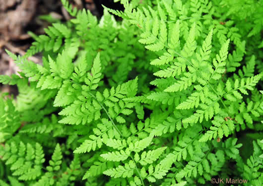 image of Cystopteris protrusa, Lowland Bladder Fern, Spreading Bladder Fern