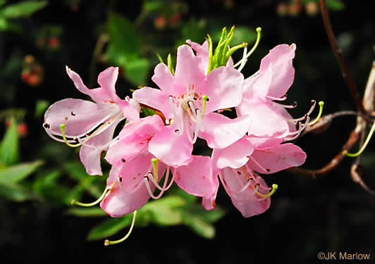 image of Rhododendron vaseyi, Pinkshell Azalea