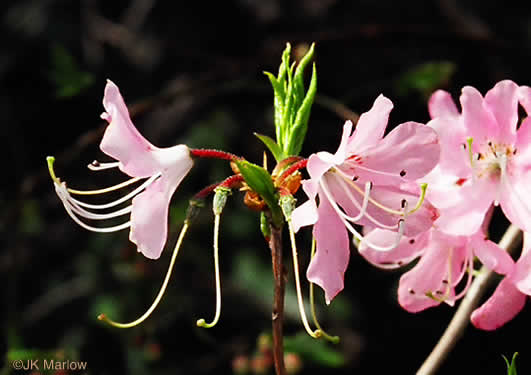 image of Rhododendron vaseyi, Pinkshell Azalea