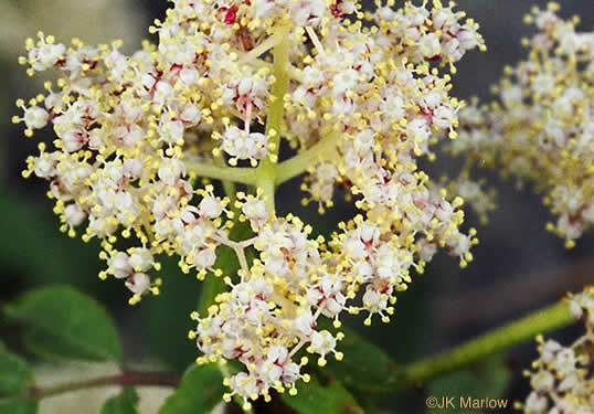 image of Sambucus racemosa var. pubens, Eastern Red Elderberry, Red-berried Elder