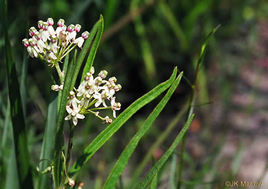 image of Asclepias longifolia, Longleaf Milkweed, Savanna Milkweed