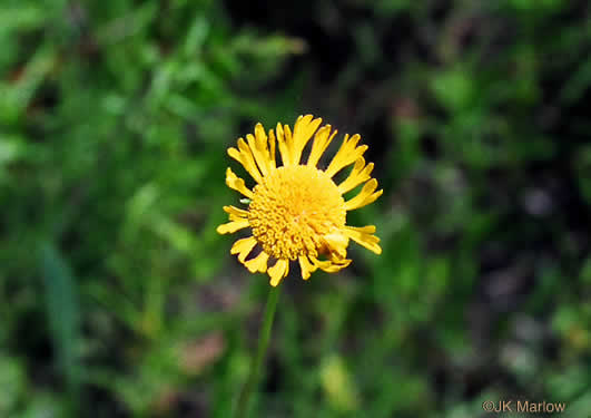 image of Helenium vernale, Savannah Sneezeweed, Spring Helenium