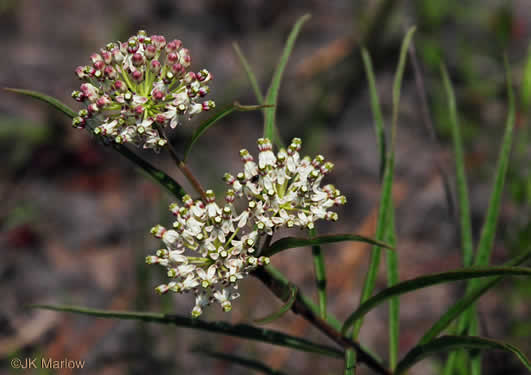 image of Asclepias longifolia, Longleaf Milkweed, Savanna Milkweed