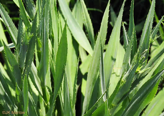 image of Eryngium yuccifolium var. yuccifolium, Northern Rattlesnake-master, Button Snakeroot