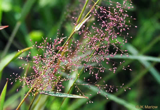 image of Dichanthelium longiligulatum, Long-ligule Witchgrass, Coastal Plain Witchgrass