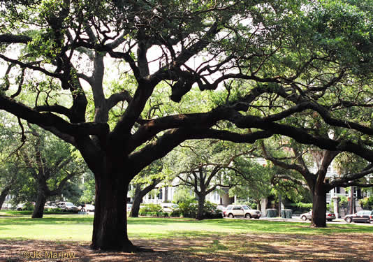 image of Quercus virginiana, Live Oak, Southern Live Oak