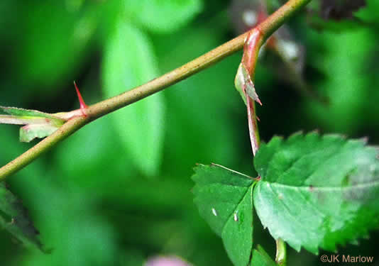 image of Rosa carolina ssp. carolina, Carolina Rose