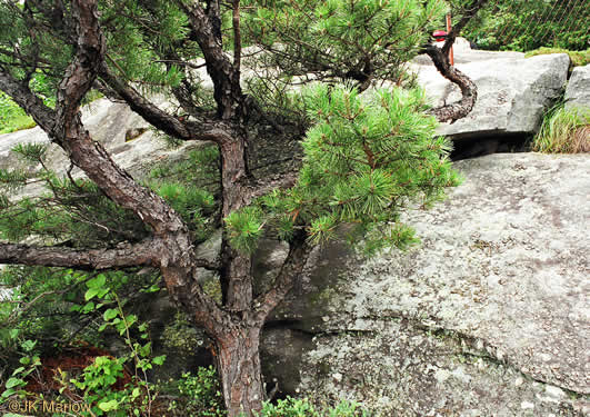 image of Pinus pungens, Table Mountain Pine, Bur Pine, Hickory Pine, Prickly Pine