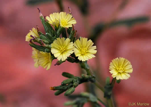 Lactuca serriola, Prickly Lettuce