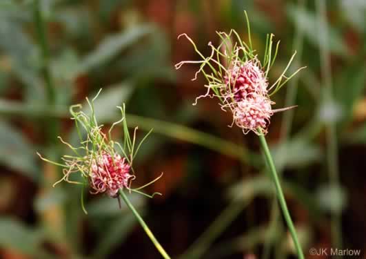 image of Allium vineale, Field Garlic, Wild Onion, Onion-grass, Crow Garlic