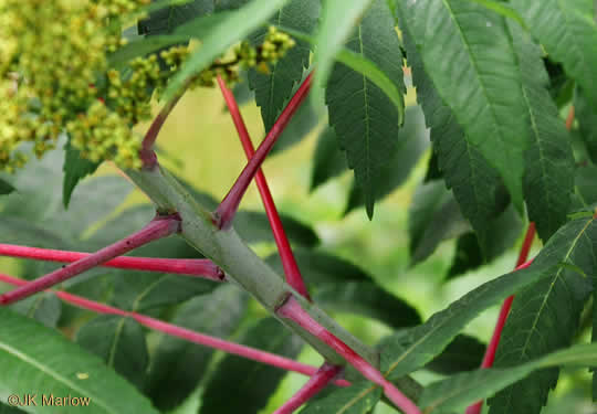 Rhus glabra, Smooth Sumac, Common Sumac