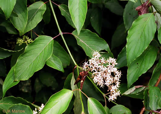 image of Swida amomum, Silky Dogwood, Bush Dogwood, Silky Cornel