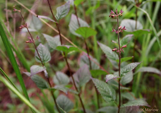 image of Salvia urticifolia, Nettleleaf Sage