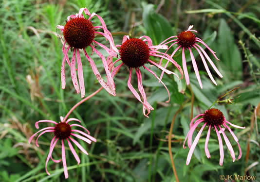 image of Echinacea laevigata, Smooth Coneflower, Smooth Purple Coneflower