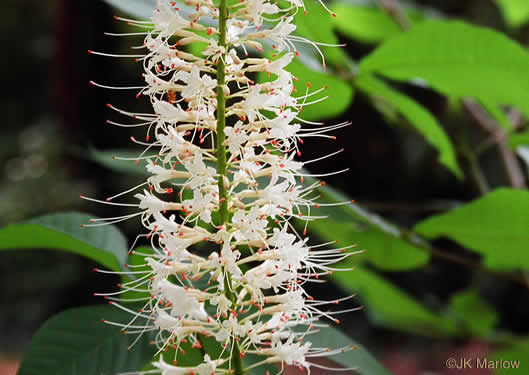 Bottlebrush Buckeye