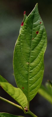 image of Cephalanthus occidentalis, Buttonbush