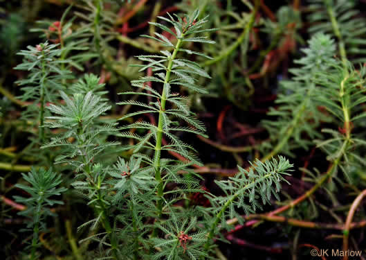 image of Myriophyllum aquaticum, Parrot-feather