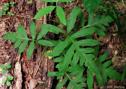 Onoclea sensibilis, Sensitive Fern, Bead Fern