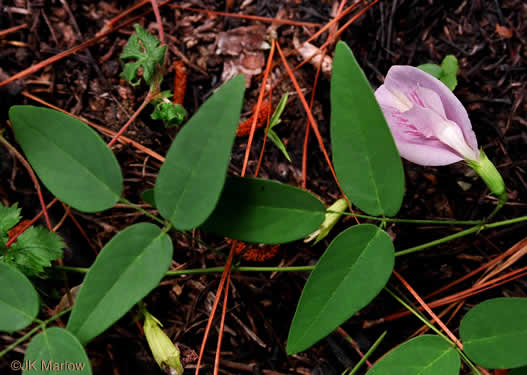 Clitoria mariana var. mariana, Butterfly-pea