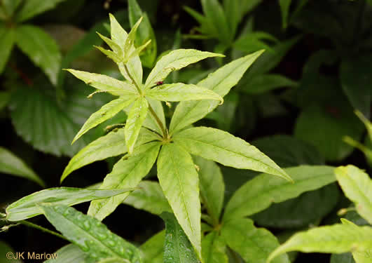 image of Lysimachia quadrifolia, Whorled Loosestrife