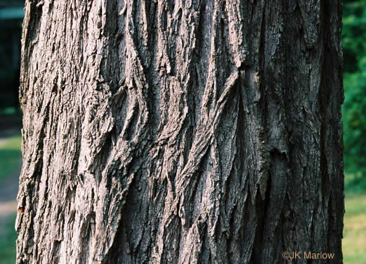 image of Robinia pseudoacacia, Black Locust