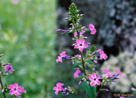 image of Phlox maculata ssp. pyramidalis, Leafy Meadow Phlox, Wild Sweet William