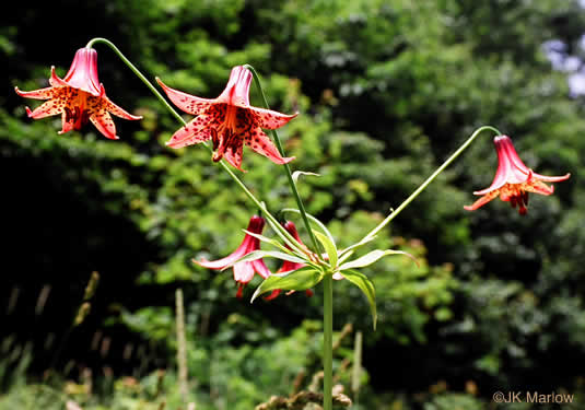 image of Lilium canadense, Canada Lily