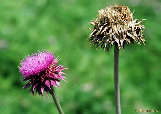 image of Carduus nutans, Nodding Thistle, Musk Thistle