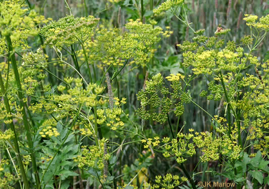 image of Pastinaca sativa, Parsnip