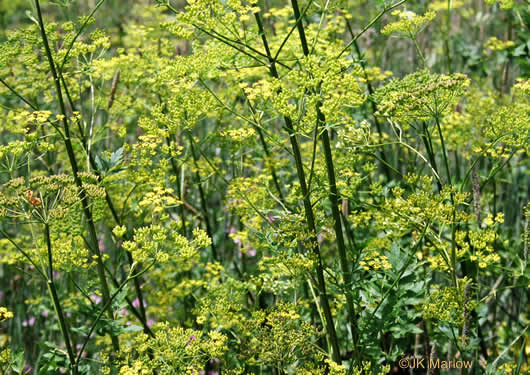 image of Pastinaca sativa, Parsnip