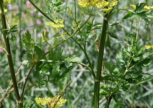 image of Pastinaca sativa, Parsnip