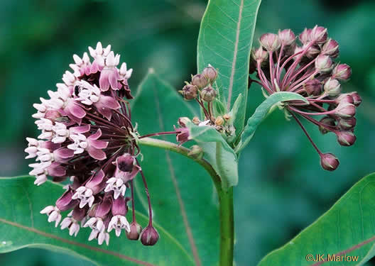 image of Asclepias syriaca, Common Milkweed