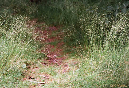 image of Avenella flexuosa, Appalachian Hairgrass, Crinkled Hairgrass, Common Hairgrass, Wavy Hairgrass