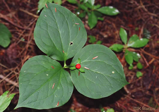 Painted Trillium