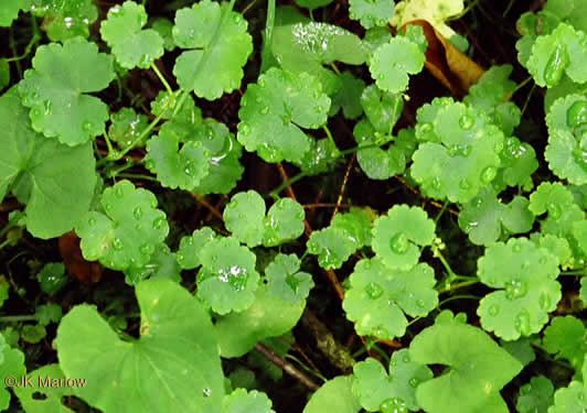 American Water-pennywort