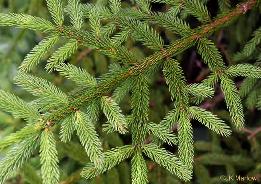 image of Picea rubens, Red Spruce, He Balsam