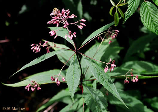 Eutrochium maculatum var. maculatum, Spotted Joe-pye-weed