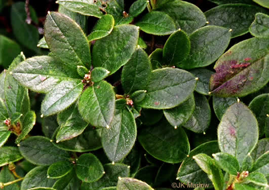 image of Rhododendron pilosum, Minniebush