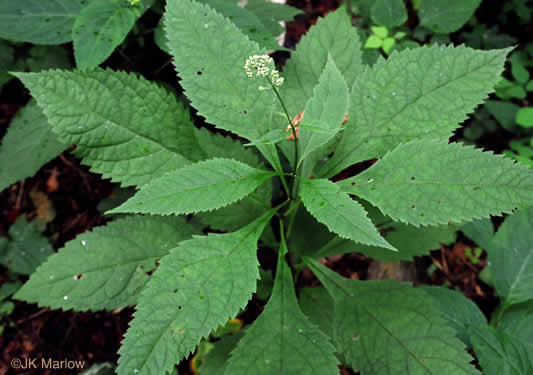 image of Eutrochium purpureum var. purpureum, Purple-node Joe-pye-weed, Sweet Joe-pye-weed