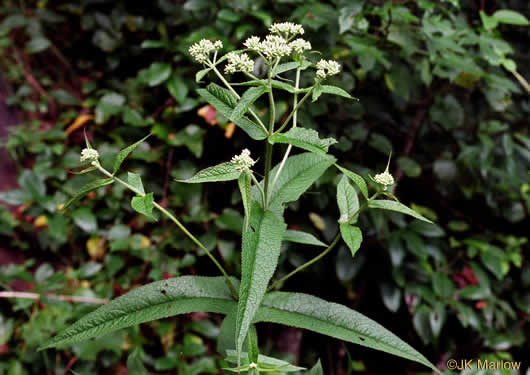 image of Eupatorium sessilifolium var. sessilifolium, Upland Boneset, Sessile-leaf Eupatorium