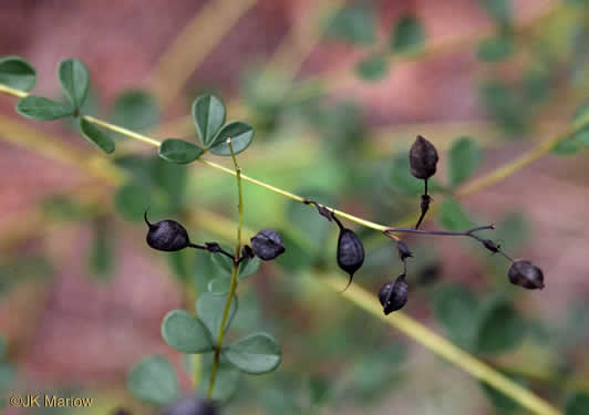 image of Baptisia tinctoria, Horsefly Weed, Yellow Wild Indigo, Yellow False-indigo, Rattleweed