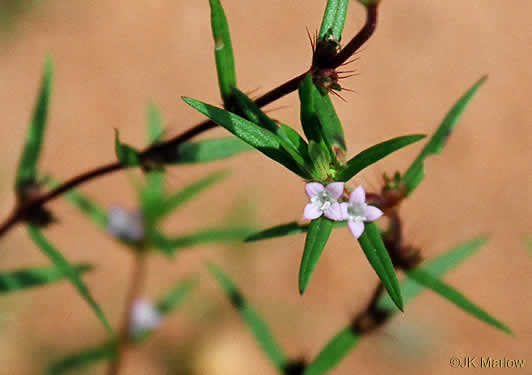 image of Hexasepalum teres, Poor-joe, Rough Buttonweed