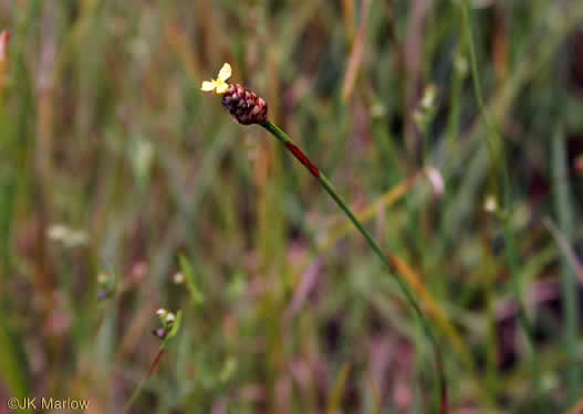 image of Xyris jupicai, Richard's Yellow-eyed-grass