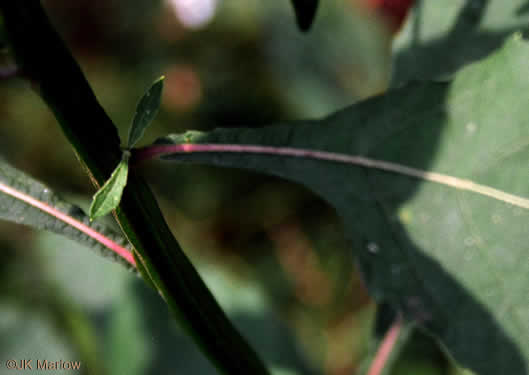 image of Verbesina virginica var. virginica, White Crownbeard, Common Frostweed, White Wingstem, Virginia Wingstem