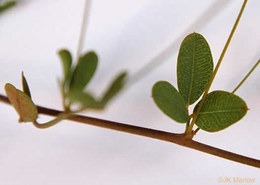 image of Lespedeza repens, Smooth Trailing Lespedeza, Creeping Lespedeza, Creeping Bush-clover