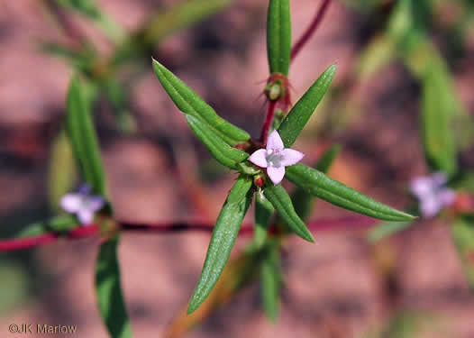 image of Hexasepalum teres, Poor-joe, Rough Buttonweed