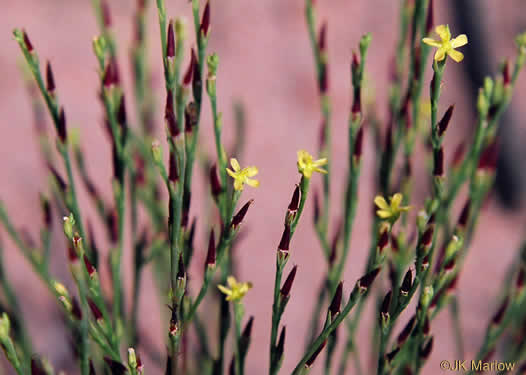 image of Hypericum gentianoides, Pineweed, Orange-grass, Orangeweed