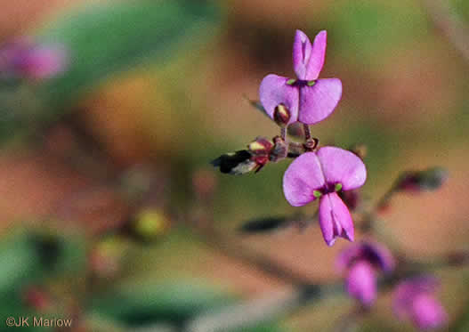 image of Desmodium ciliare, Hairy Small-leaf Tick-trefoil, Littleleaf Tick-trefoil